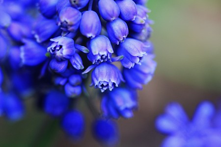 八重のムスカリ開花