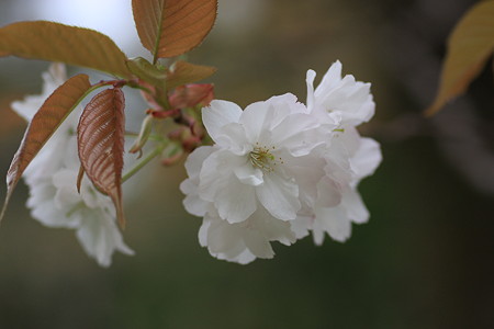 八重山桜