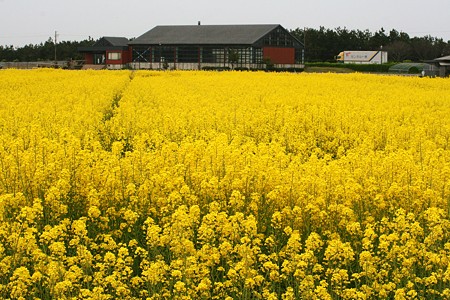 菜の花畑　再び(1)