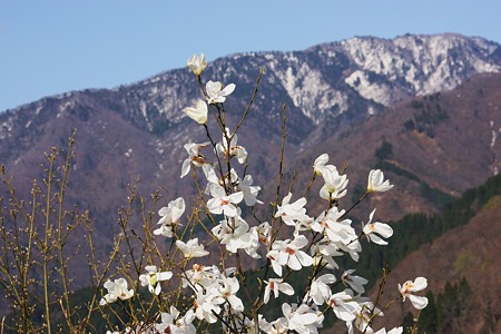 恐竜館から