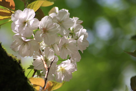 桜　千里香　センリコウ