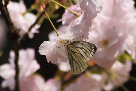 桜に囲まれて 　スジグロシロチョウ　 (＠＾＾＠）