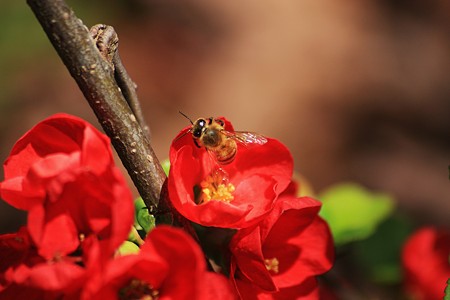 ミツバチとボケの花(1)　 (＠＾＾＠）