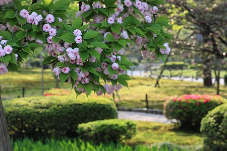 兼六園菊桜(6)