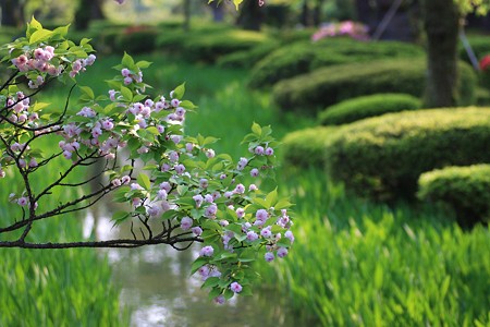 兼六園菊桜(3)　下は曲水と開花間近なカキツバタです。