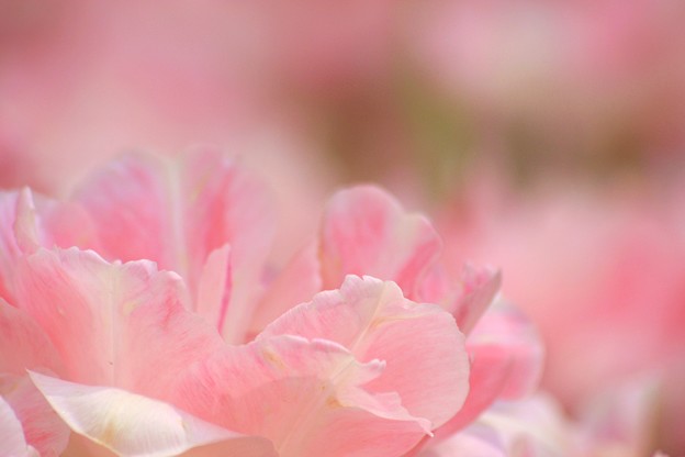 ピンクの花びら 写真共有サイト フォト蔵