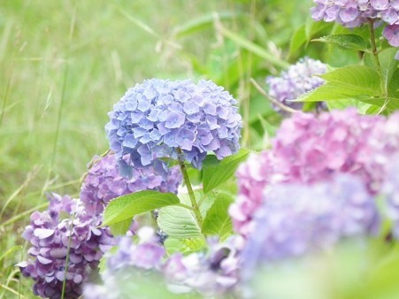 DSCF0069
