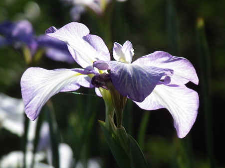 DSCF0365