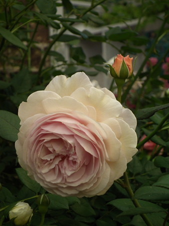 DSCF0940