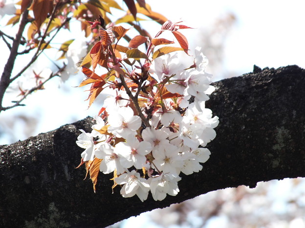 DSCF0216
