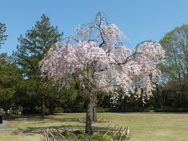 DSCF0527