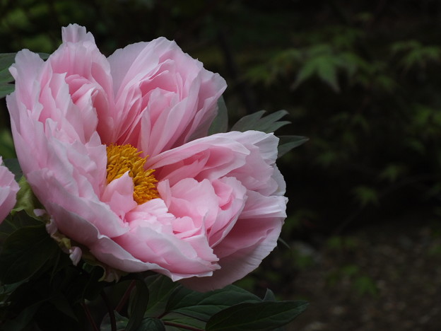 DSCF0096