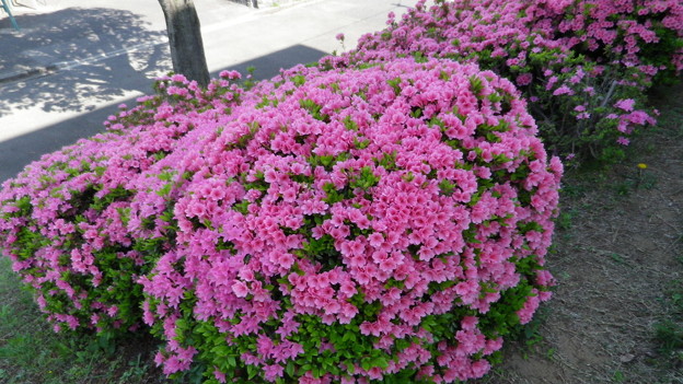 IMGP0025