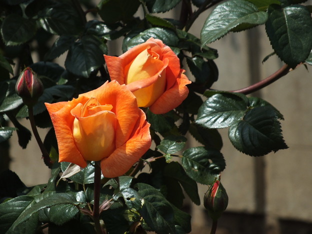 DSCF0148