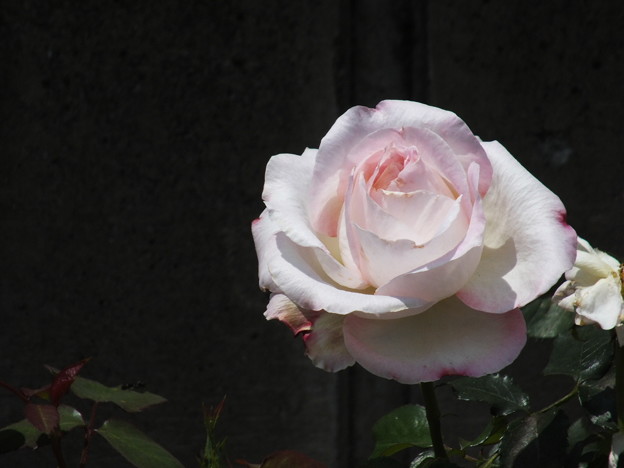 DSCF0168