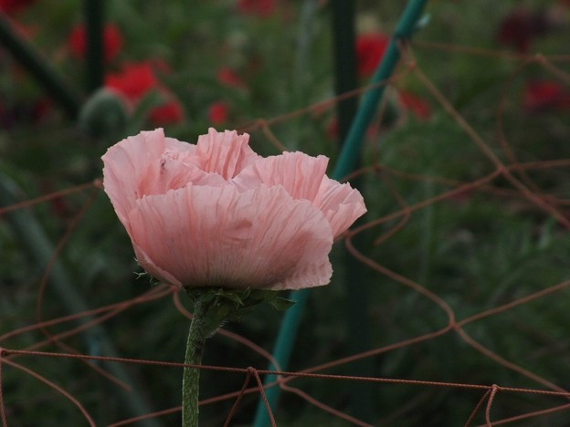 DSCF0266