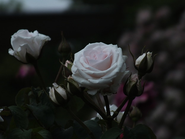 DSCF0807