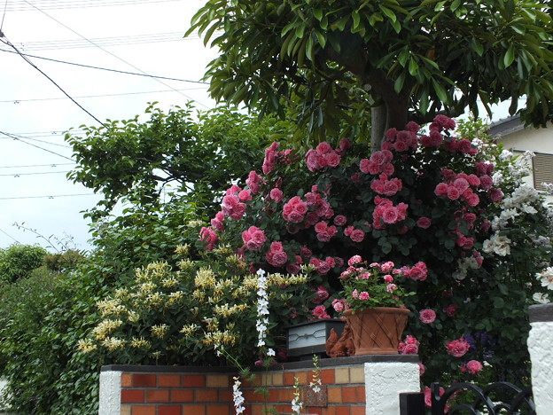 DSCF0333