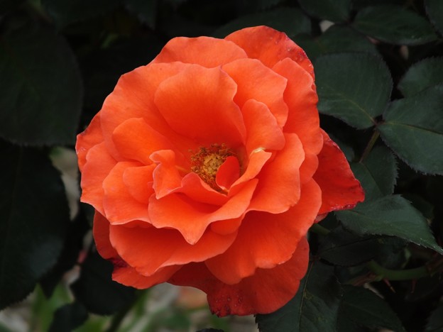 DSCF0413