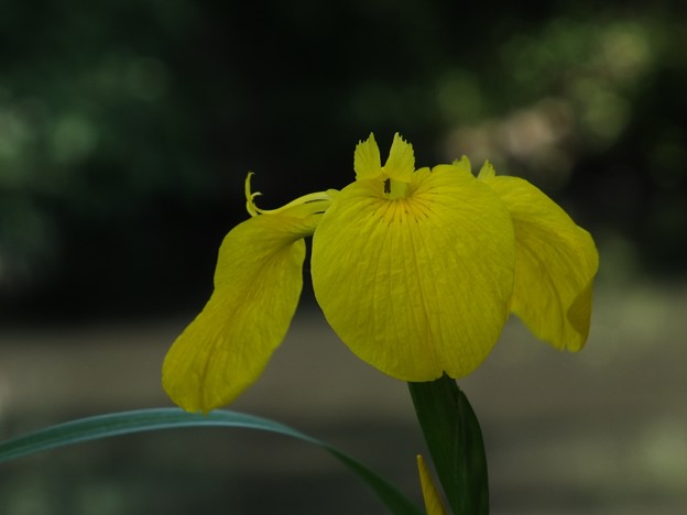 DSCF0142