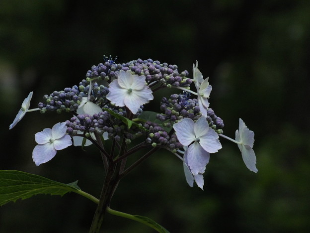 DSCF0520