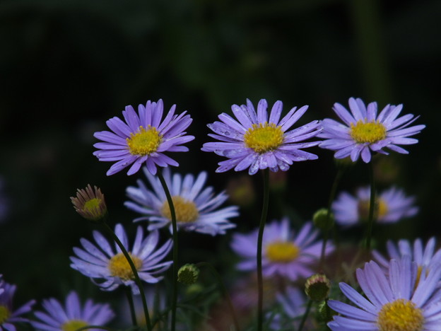 DSCF0424