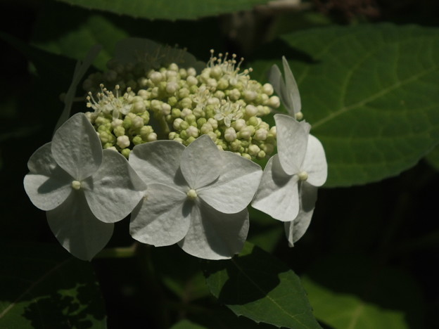 DSCF0244