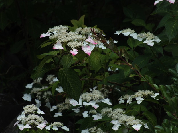 DSCF0239