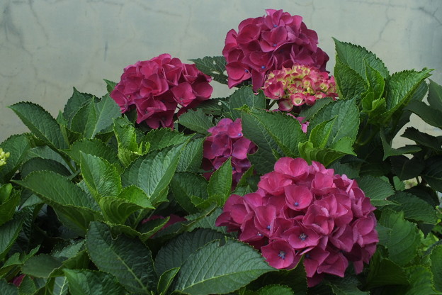 DSCF0375