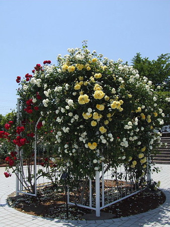 2008_05270097