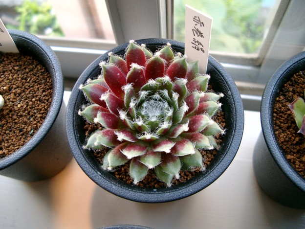 Sempervivum Arachnoideum Rubrm センペルビブム 赤巻絹 写真共有サイト フォト蔵