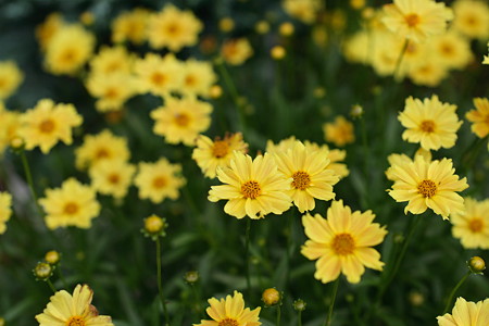 夏の黄色い花たち 悠々と自然を楽しむ
