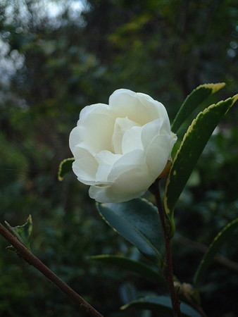サザンカ（Camellia sasanqua Thunb. ex Murray）