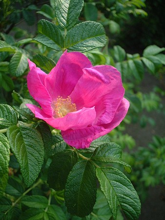 ハマナシ（Rosa rugosa Thunb）