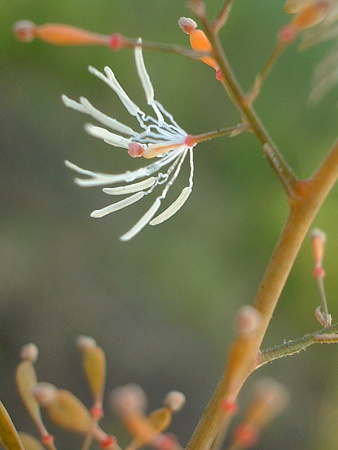 タケニグサ（Macleaya cordata (Willd.) R. Br.）