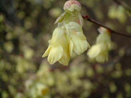 ヒュウガミズキ（Corylopsis pauciflora Sieb. et Zucc.） 1