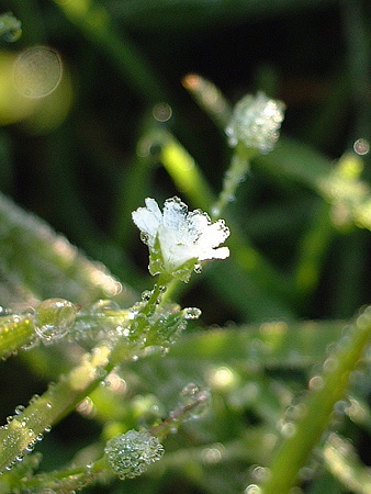 ノミノフスマ（Stellaria alsine Grimm var. undulata (Thunb.) Ohwi　）