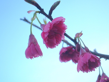 ヤエカンヒザクラ（Prunus campanulata 'Plena' ）