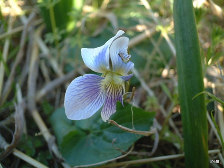 アメリカスミレサイシン（Viola sororia Willd.）