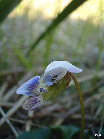 アメリカスミレサイシン（Viola sororia Willd.）