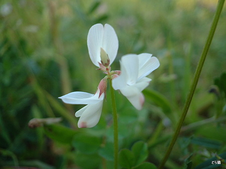 シロバナゲンゲ（Astragalus sinicus L. f. albiflorus S.Okamoto）