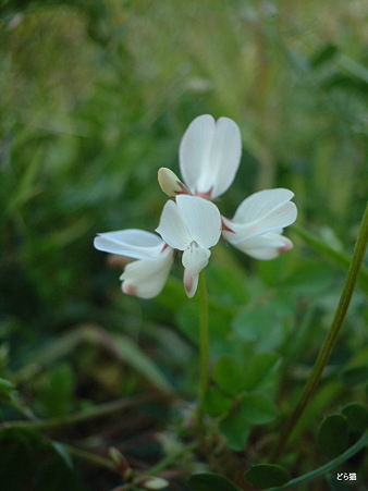 シロバナゲンゲ（Astragalus sinicus L. f. albiflorus S.Okamoto）