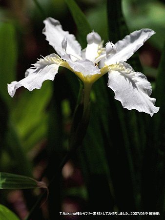 シロバナイチハツ（Iris tectorum Maxim. f. alba (Dykes) Makino）