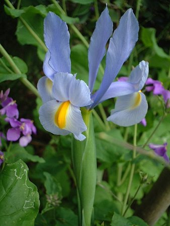 オランダアヤメ（Iris hollandica Hort.）