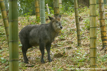 ニホンカモシカ2008_1