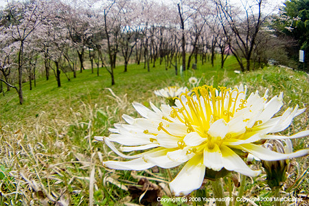 蒲公英と桜のある風景