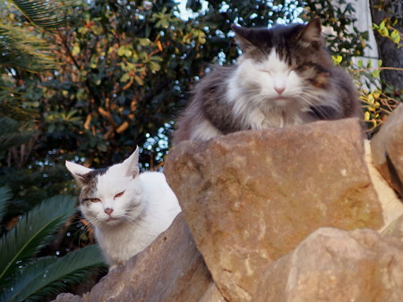 淡嶋神社の猫