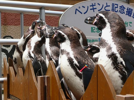 下田海中水族館のフンボルトペンギン