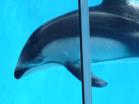 下田海中水族館のカマイルカ