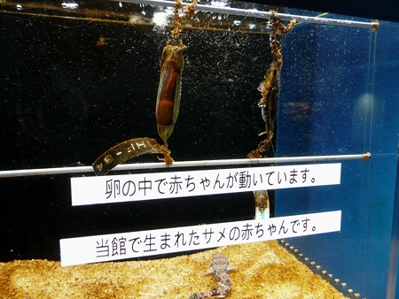 海の生物館シーパレスのトラザメの卵